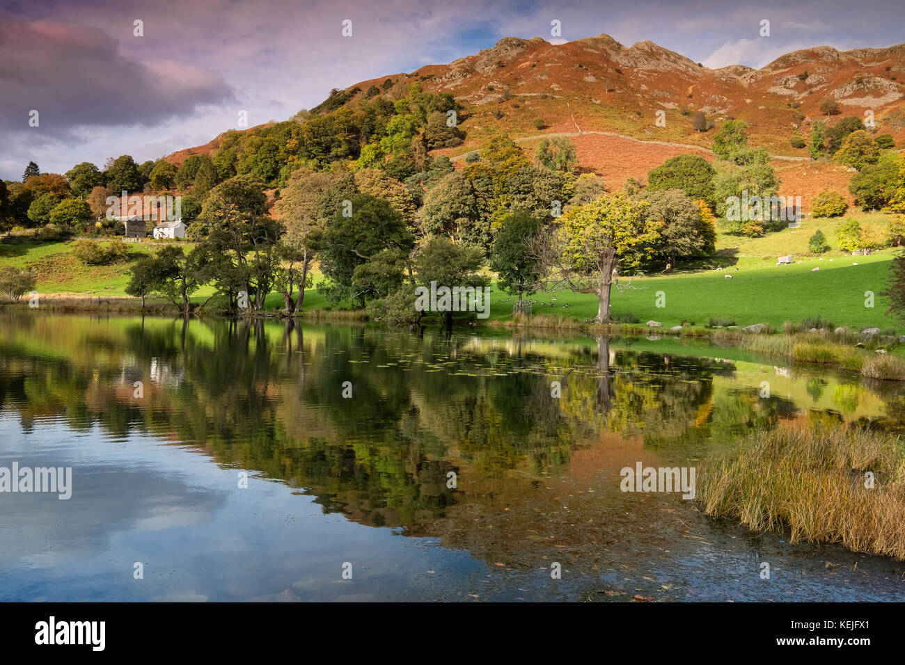 Loughrigg Tarn et Loughrigg est tombée à l'automne, Parc National de Lake District, Cumbria, England, UK Banque D'Images