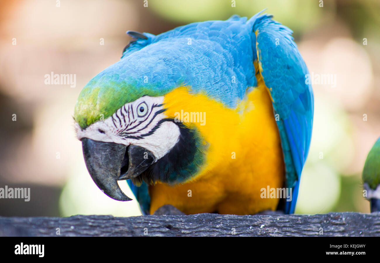 Arara au sud du Pantanal, Fazenda San Franscisco, ville de Miranda, Mato Grosso do Sul - Brésil Banque D'Images