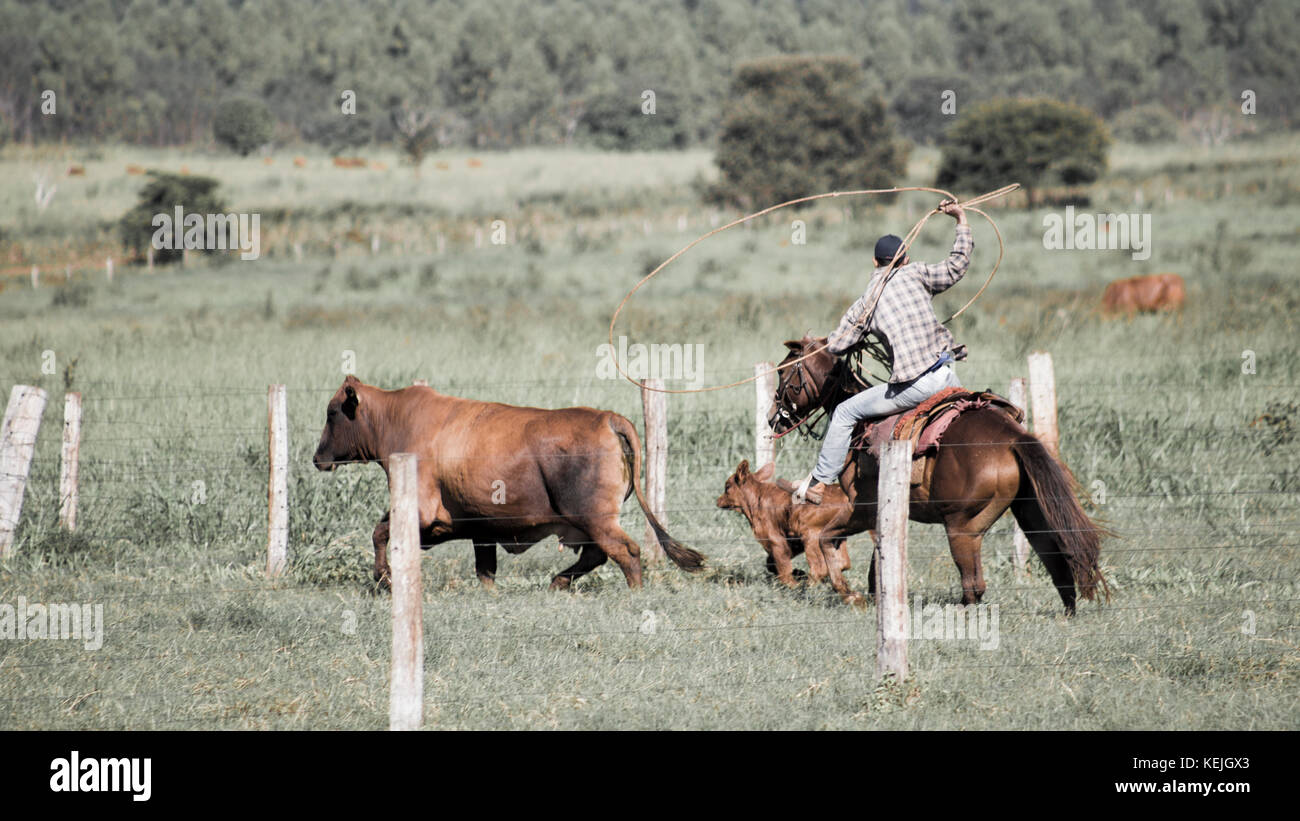 Peão boiadeiro tangendo gado nelore em fazenda - Pantanal Sul, Pulsar  Imagens