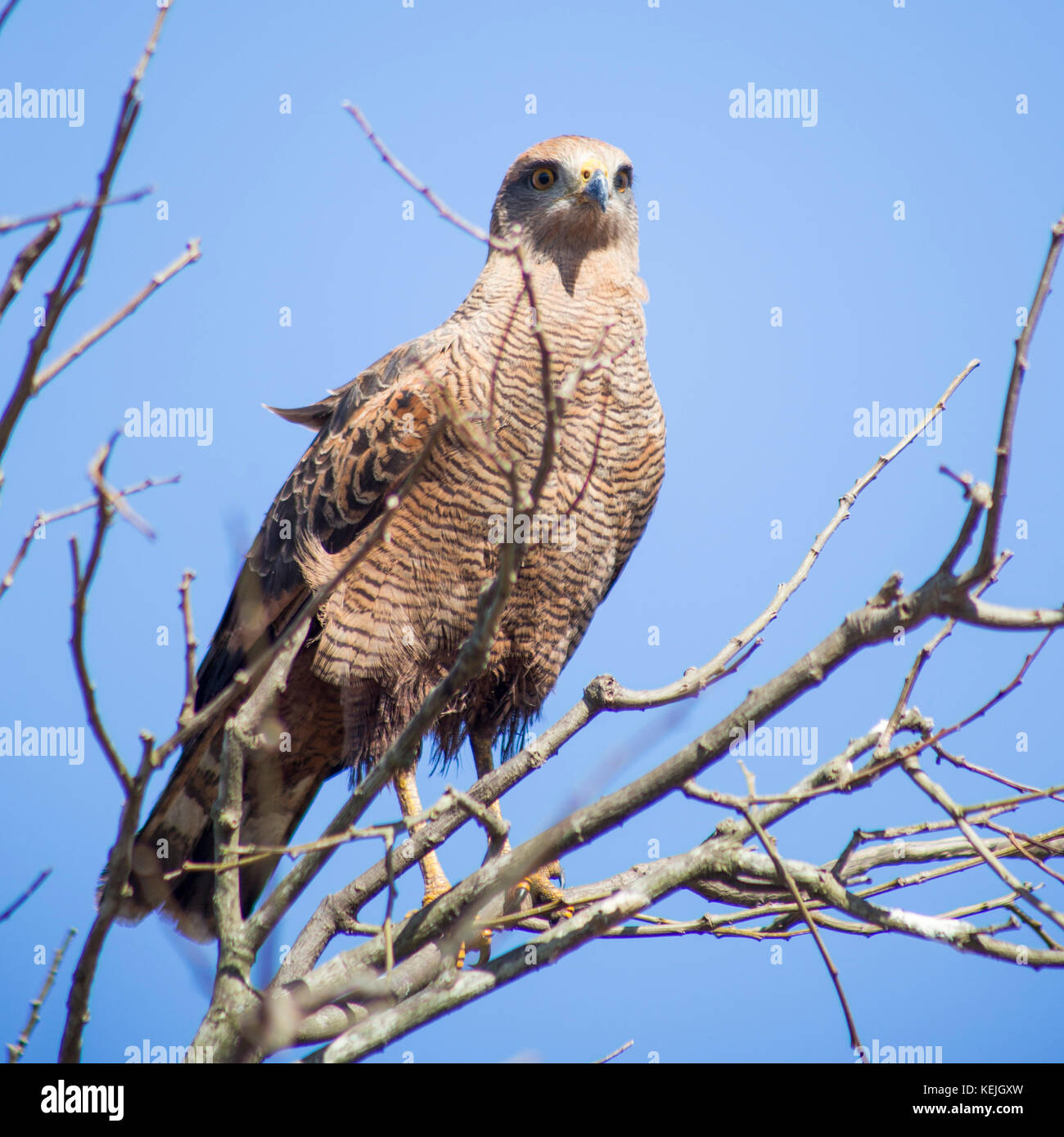 Hawk au sud du Pantanal, Fazenda San Franscisco, ville de Miranda, Mato Grosso do Sul - Brésil Banque D'Images