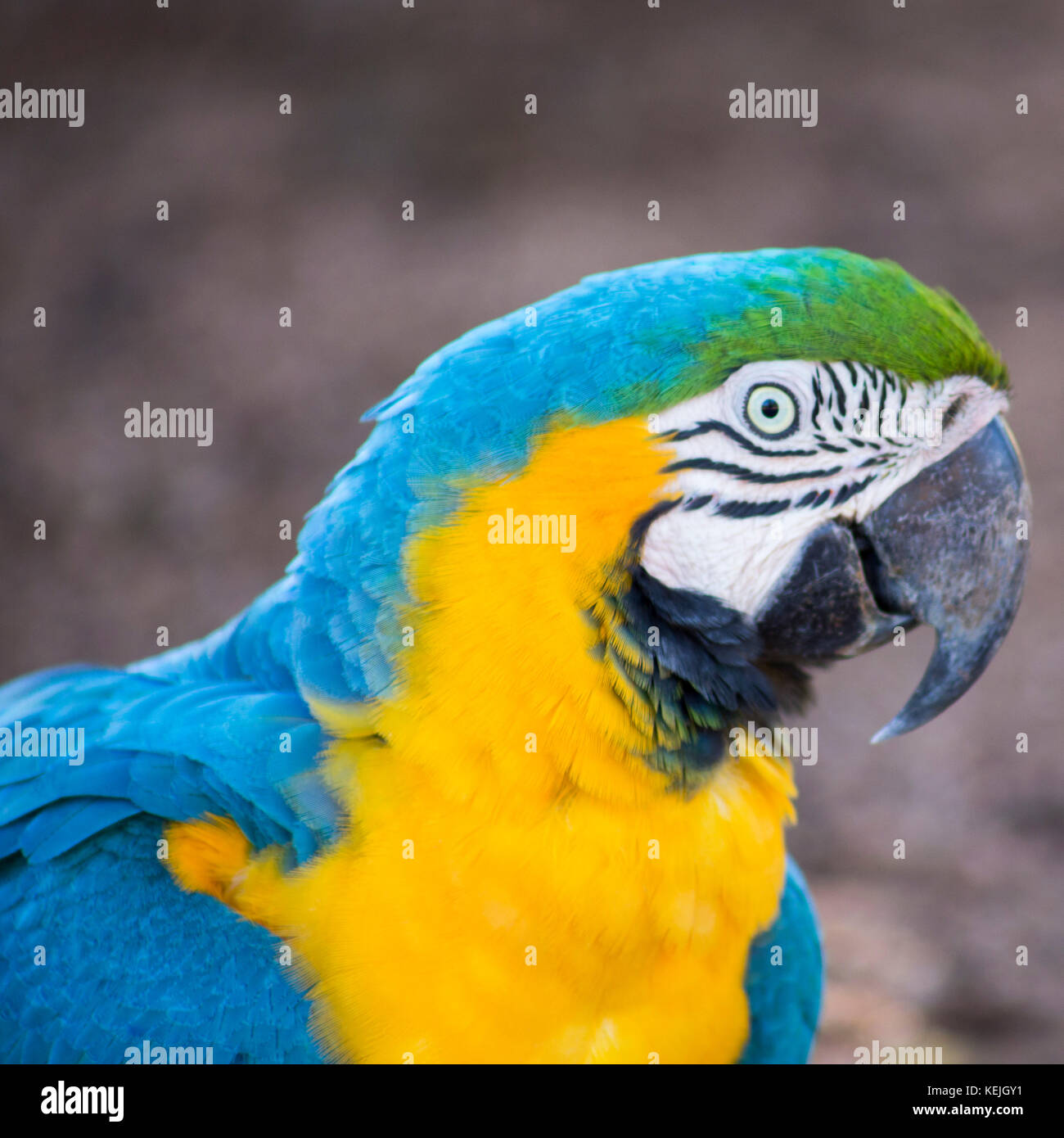 Arara au sud du Pantanal, Fazenda San Franscisco, ville de Miranda, Mato Grosso do Sul - Brésil Banque D'Images