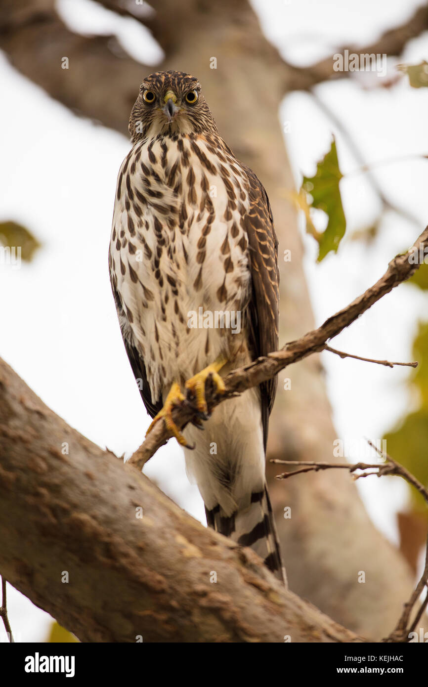 Un jeune Cooper's Hawk perché sur une branche d'arbre à Palo Alto, Californie. Banque D'Images