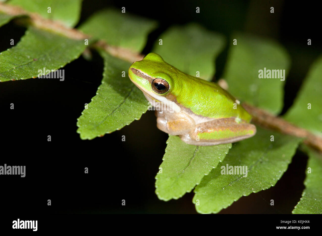 Jeune grenouille d'arbre nain (Litoria fallax) sur la fougères. Hopkins Creek. Nouvelle-Galles du Sud. Australie. Banque D'Images