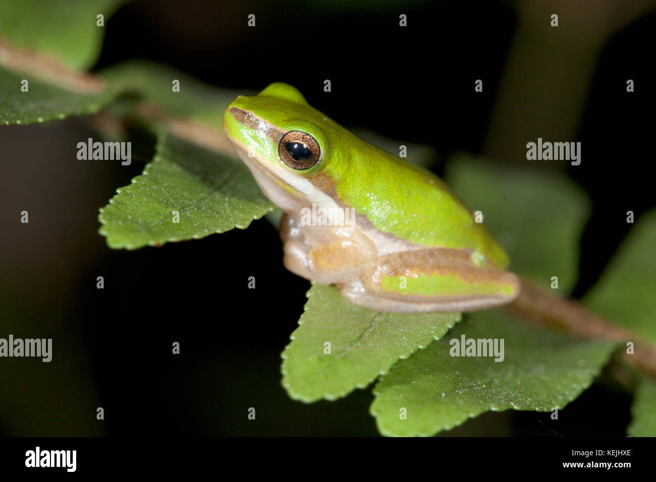 Jeune grenouille d'arbre nain (Litoria fallax) sur la fougères. Hopkins Creek. Nouvelle-Galles du Sud. Australie. Banque D'Images