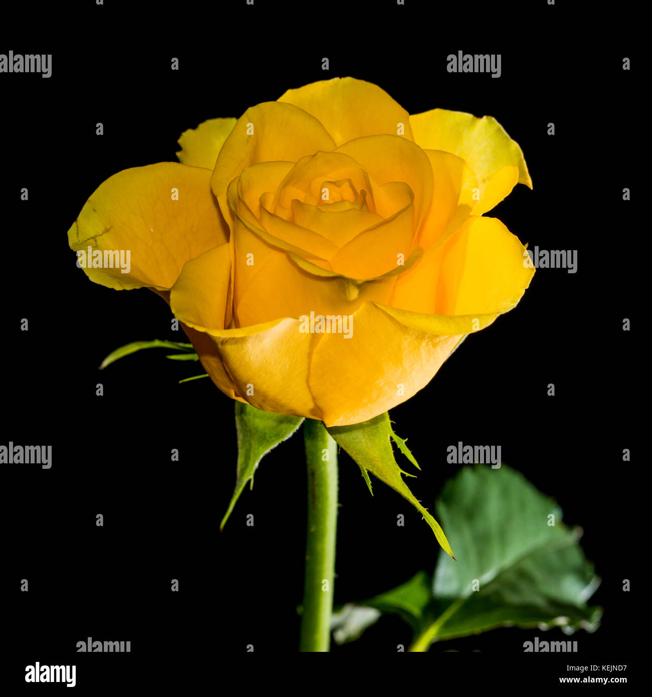 Un plan macro sur une rose jaune tourné sur un fond noir. Banque D'Images