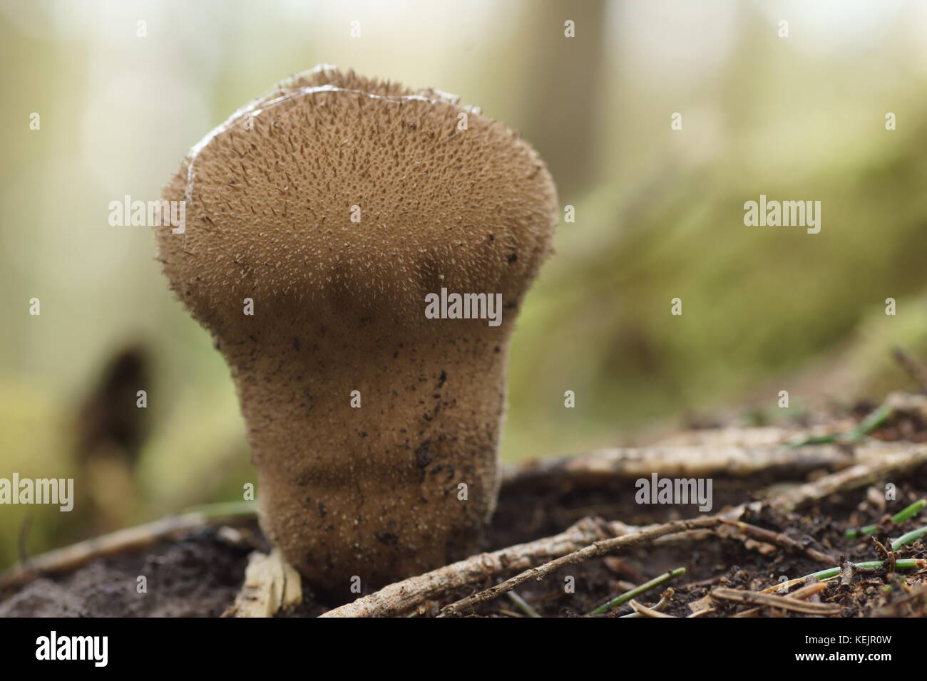 Vesse-de-commune (Lycoperdon perlatum) Banque D'Images