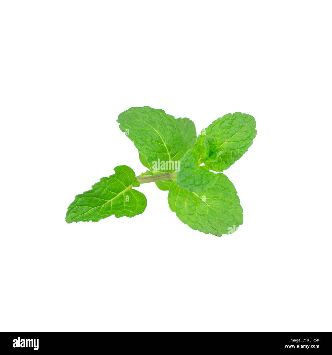 Feuille de menthe vert plantes isolé sur fond blanc, menthe poivrée propriétés aromatiques des dents solides et de ivy comme types de plantes couvre-sol Banque D'Images