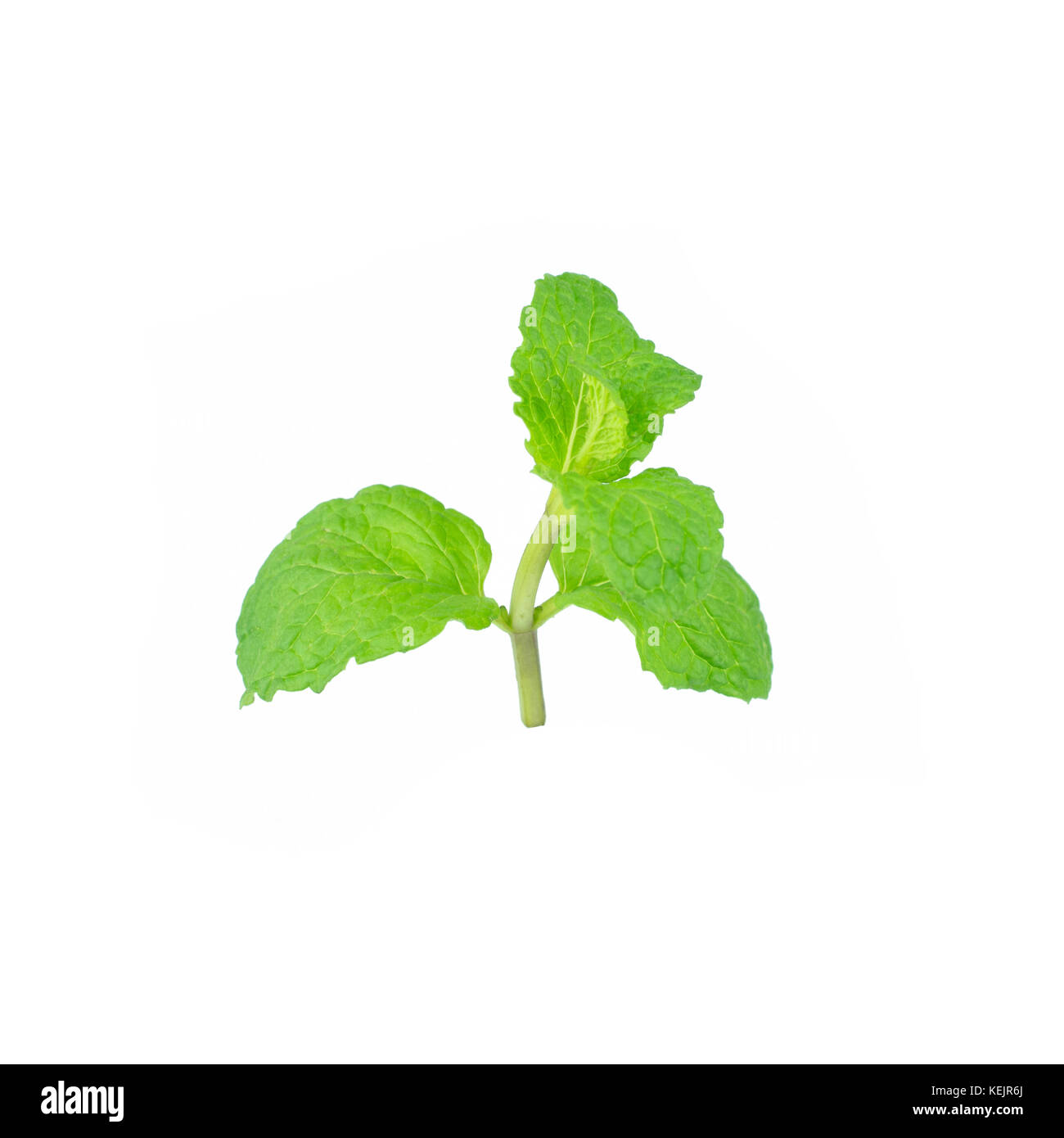 Feuille de menthe vert plantes isolé sur fond blanc, menthe poivrée propriétés aromatiques des dents solides et de ivy comme types de plantes couvre-sol Banque D'Images