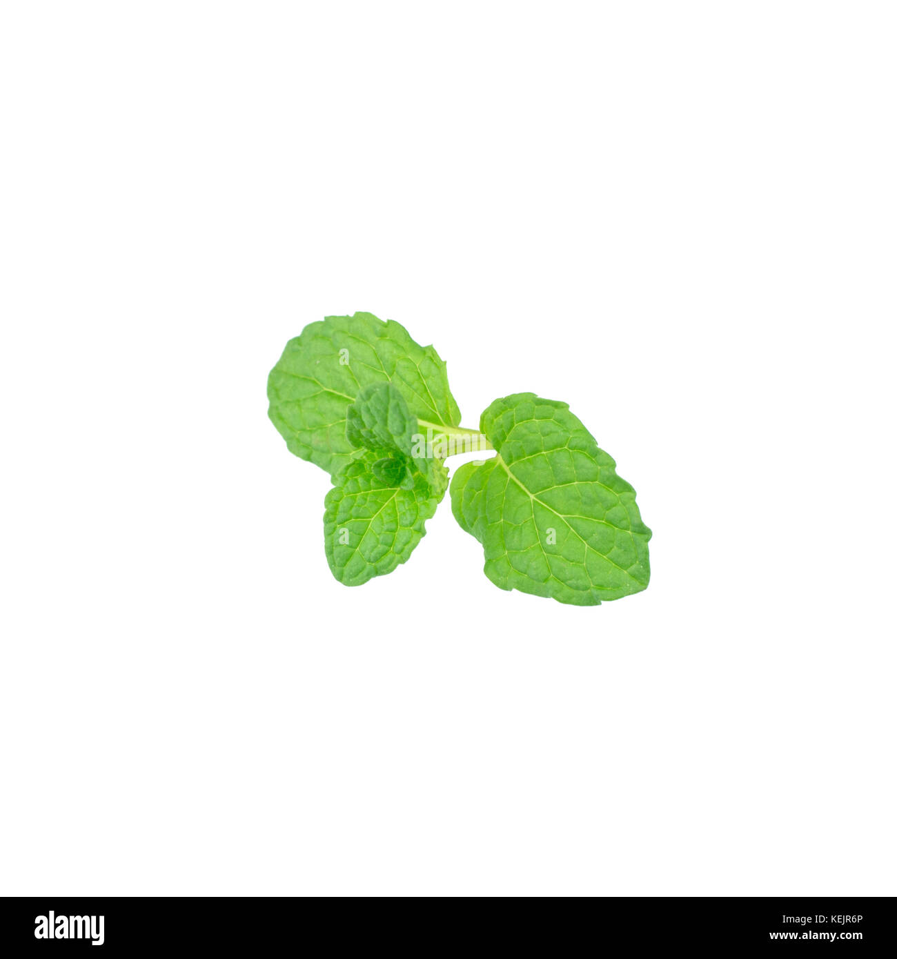 Feuille de menthe vert plantes isolé sur fond blanc, menthe poivrée propriétés aromatiques des dents solides et de ivy comme types de plantes couvre-sol Banque D'Images