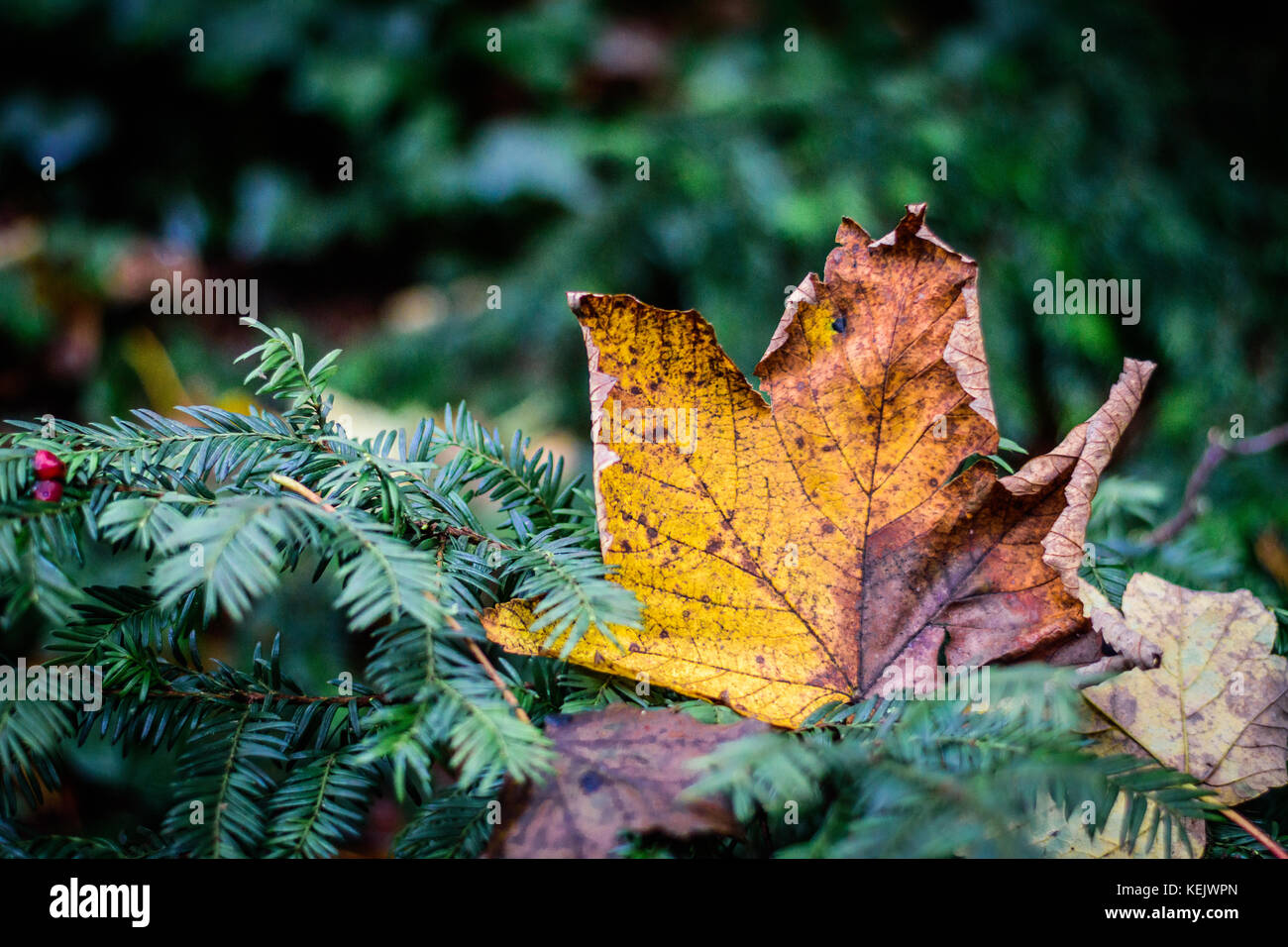 Feuille jaune et marron sur les feuilles vertes au cours de l'automne Banque D'Images