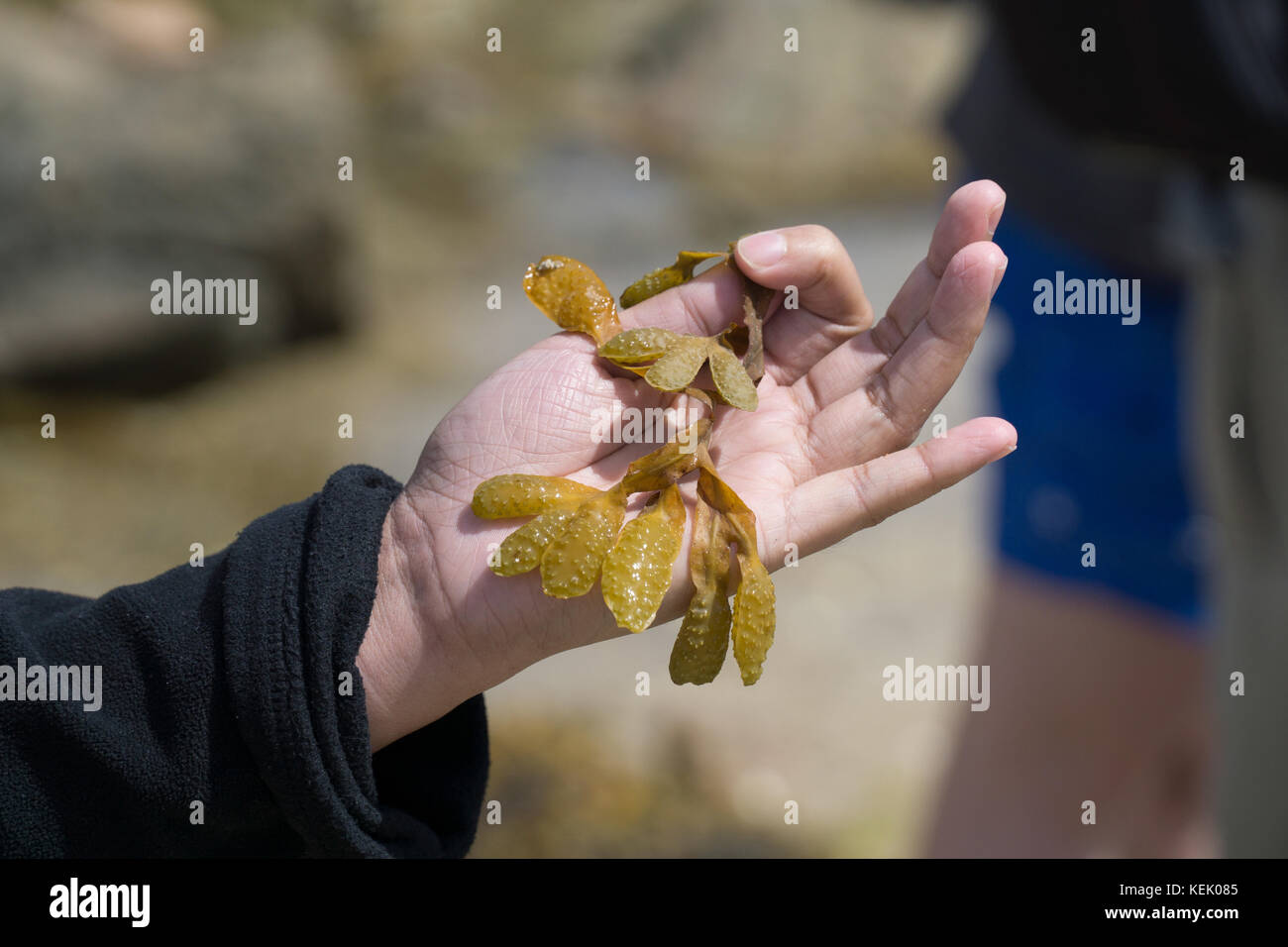 Une personne tenant des algues comestibles lors d'une promenade éducative sur les algues, Jersey, îles Anglo-Normandes Banque D'Images