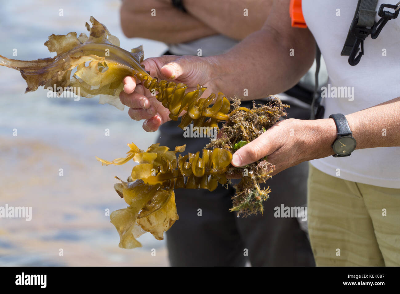 Une personne tenant et identifiant un type d'algues comestibles lors d'une promenade de rassemblement d'algues Jersey, îles Anglo-Normandes Banque D'Images