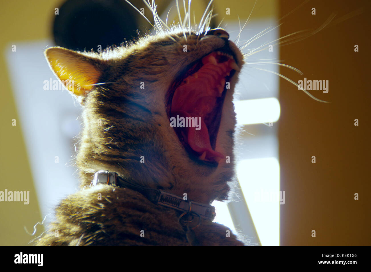 Le bâillement chat domestique avec une grande gueule. Banque D'Images