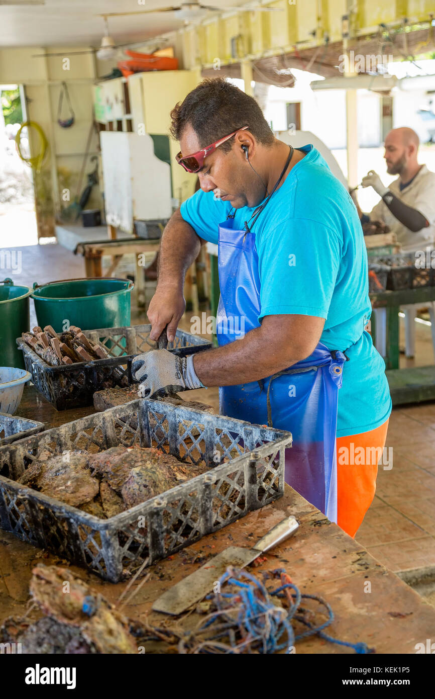 Dans l'ossature Pearl Rangiroa, Polynésie Française Banque D'Images