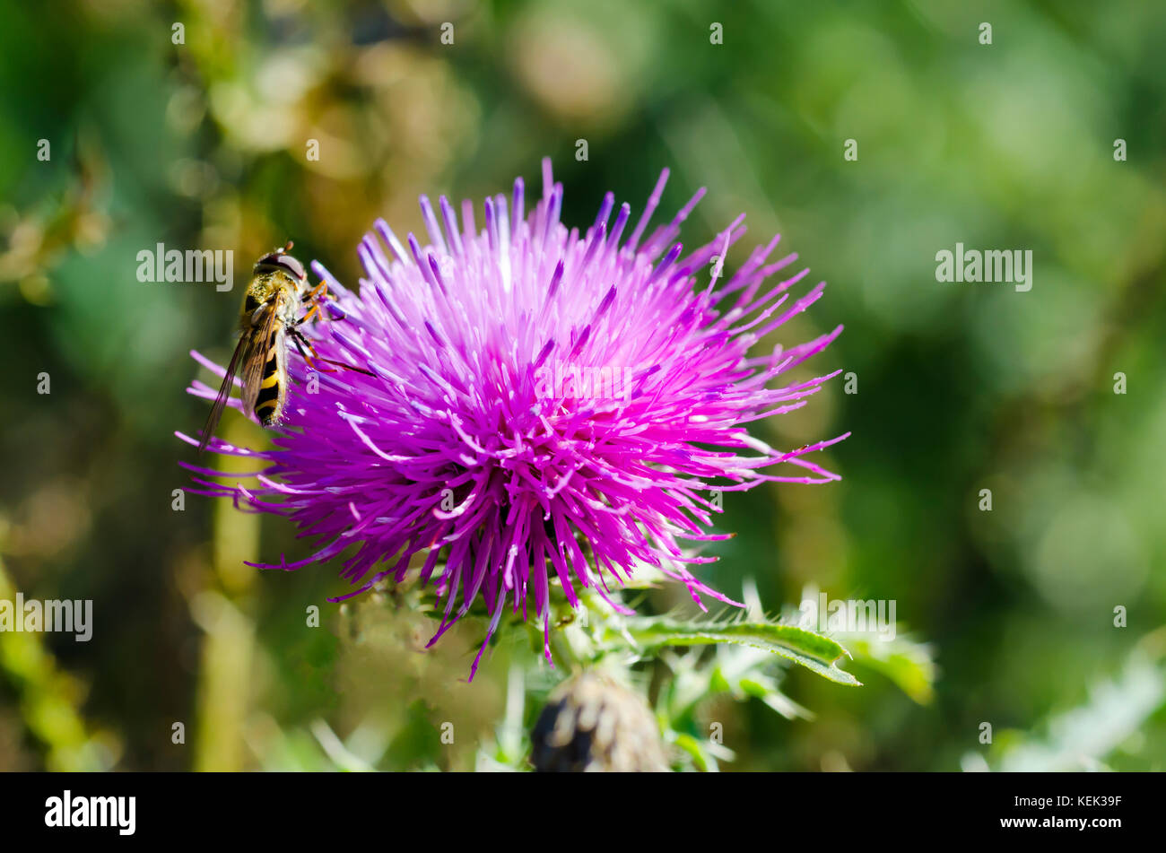 Gros plan d'une photo d'une guêpe assise sur un fleur de chardon un jour ensoleillé sur un pré avec un arrière-plan d'herbe flou Banque D'Images