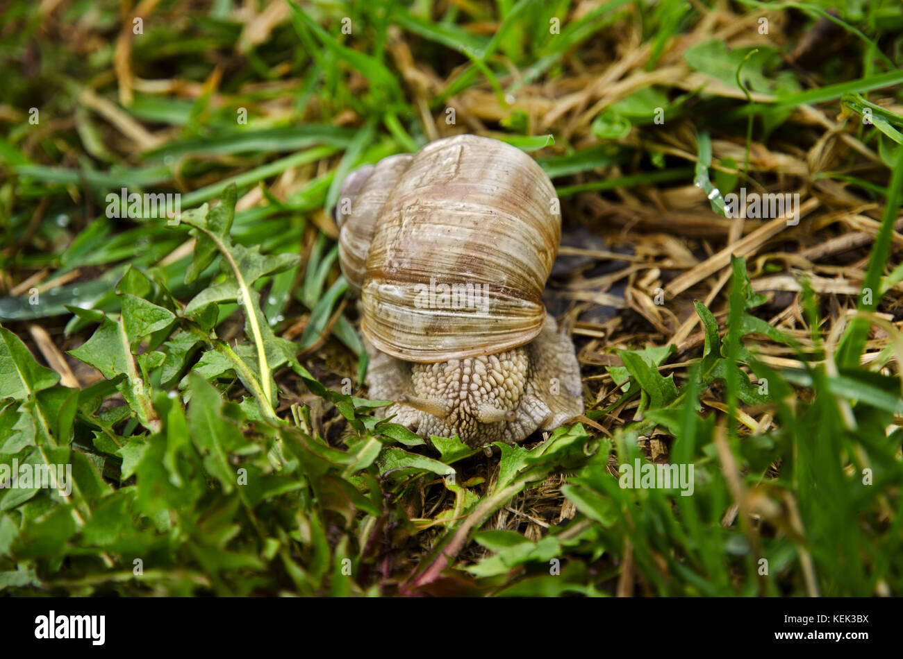 Vue rapprochée d'un escargot avec des feuilles de pissenlit et de l'herbe dans le jardin un jour de printemps après la pluie Banque D'Images