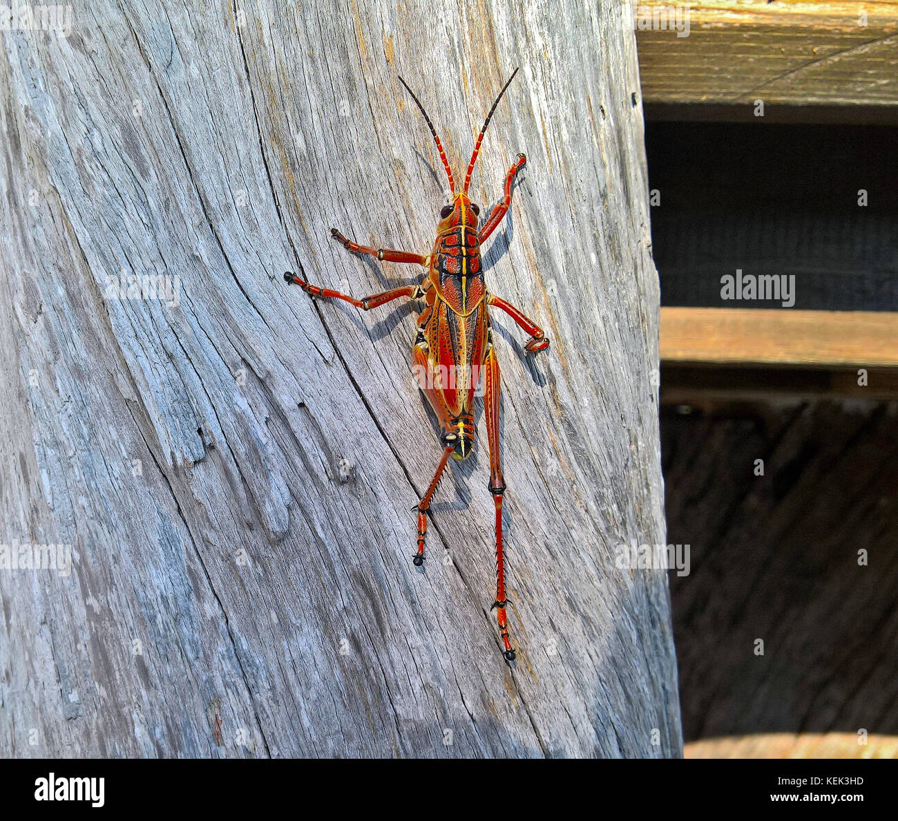 Détail Grande sauterelle rampant vers le haut de la bûche en bois sur un jour ensoleillé Banque D'Images