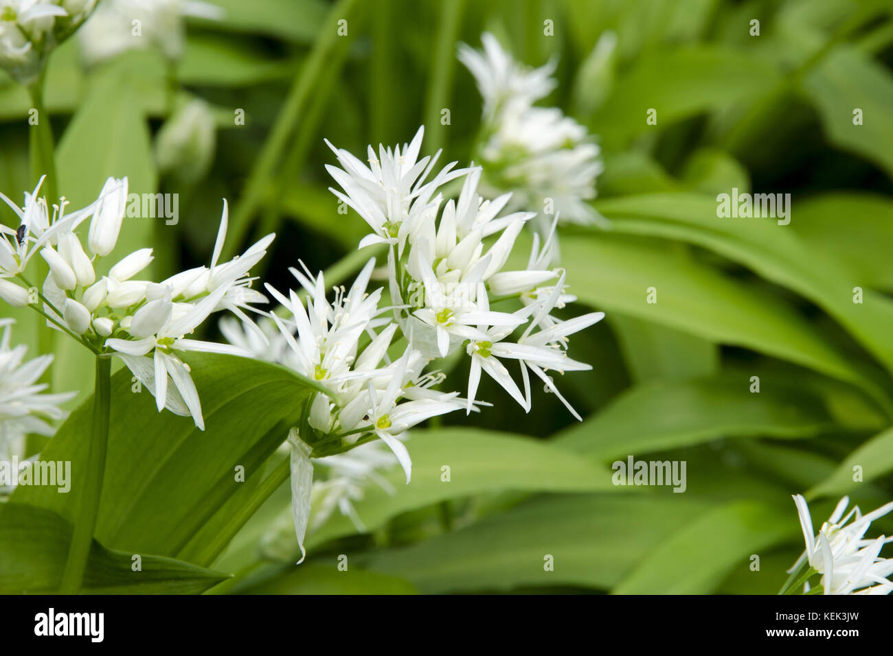 Vue rapprochée d'une fleur de l'ail des ours - Allium ursinum - fleurir dans la forêt sur une journée de printemps ensoleillée Banque D'Images