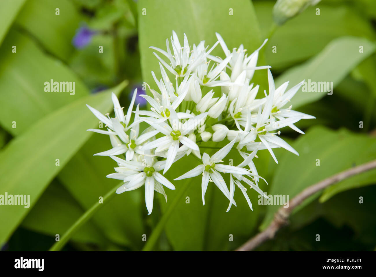 Vue Rapprochée Dune Fleur De Lail Des Ours Allium