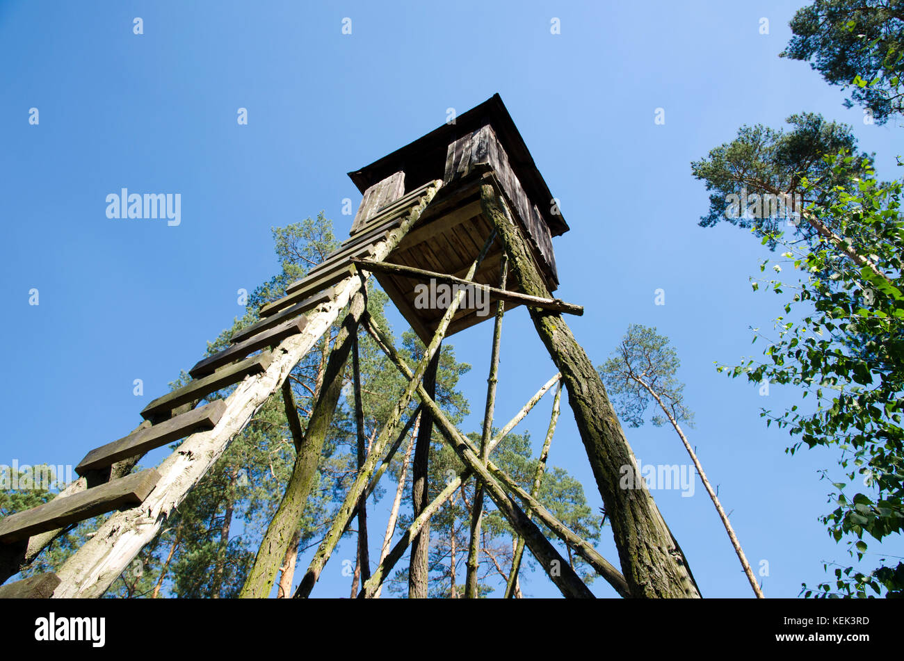 Vue d'un poste de chasse en bois dans une forêt sous ciel bleu Banque D'Images