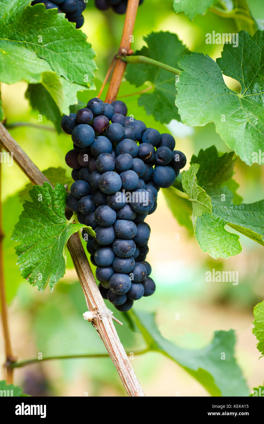 Close-up vue verticale d'un tronc de bleus et verts des feuilles dans un vignoble sur une journée ensoleillée avec un arrière-plan flou Banque D'Images