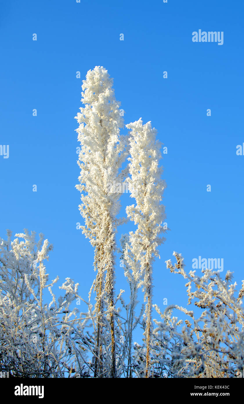 Vue de l'herbe gelée avec glace et cristaux de neige une journée d'hiver ensoleillée au sommet d'une colline avec ciel bleu clair Banque D'Images