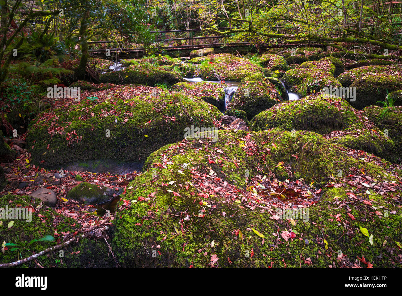 Becky falls en couleurs d'automne, Dartmoor National Park, Devon, UK Banque D'Images