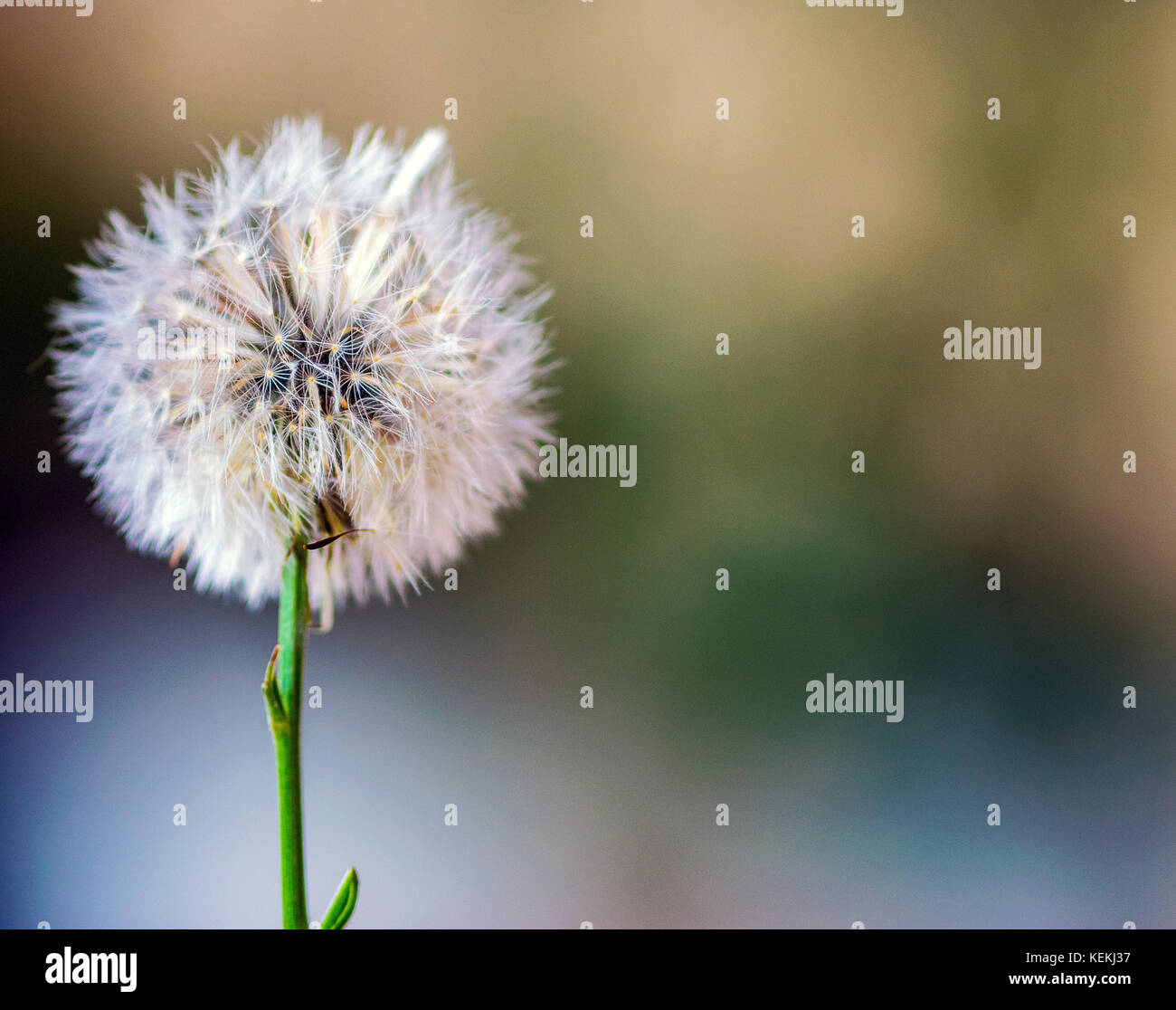 Belle et douce le pissenlit sur un arrière-plan flou,avec vert, jaune et bleu, couleurs avec beaucoup de contraste et de couleurs éclatantes et copy space Banque D'Images