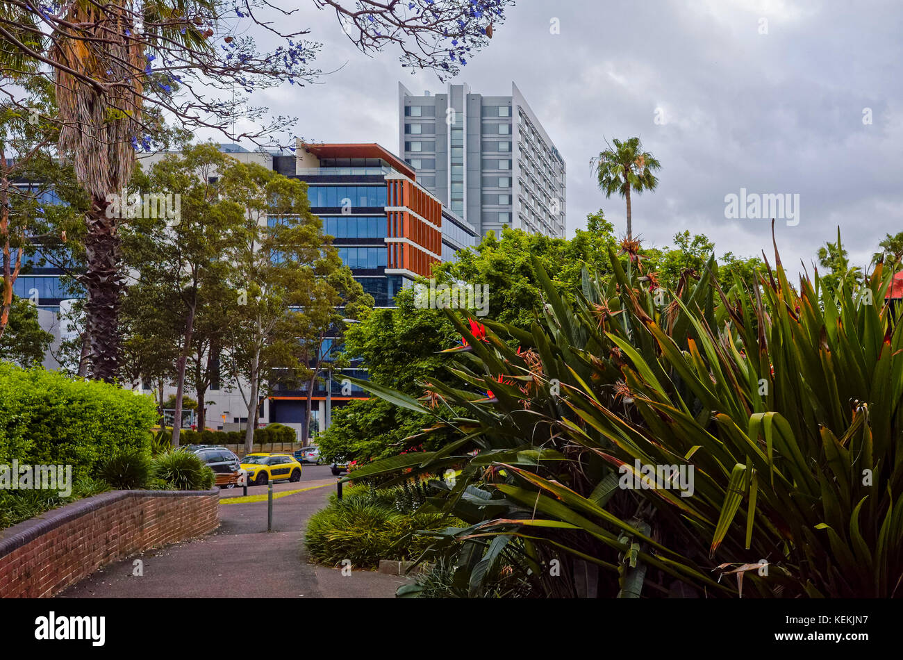 Trottoir pittoresque de fleurs, arbres, buissons verts dans le district de bureau commercial en banlieue. Australie. Sentier, mur de briques et les immeubles de bureaux un Banque D'Images