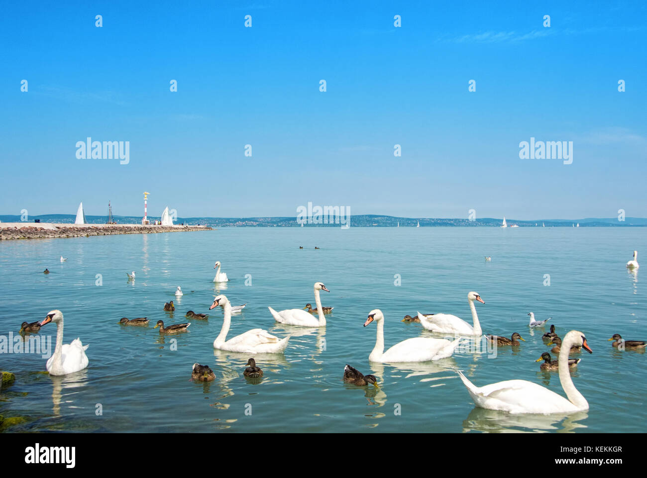 Les oiseaux d'eau, cygnes, canards et mouettes près de l'embarcadère de siofok à la lumière de l'eau lumineuse du Balaton lac avec bateaux et une côte à l'arrière-plan, Hongrie Banque D'Images