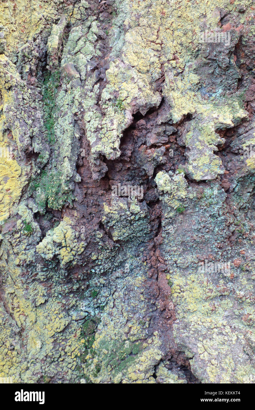 Épiderme des arbres exposés à la neige Vent de longue date Banque D'Images