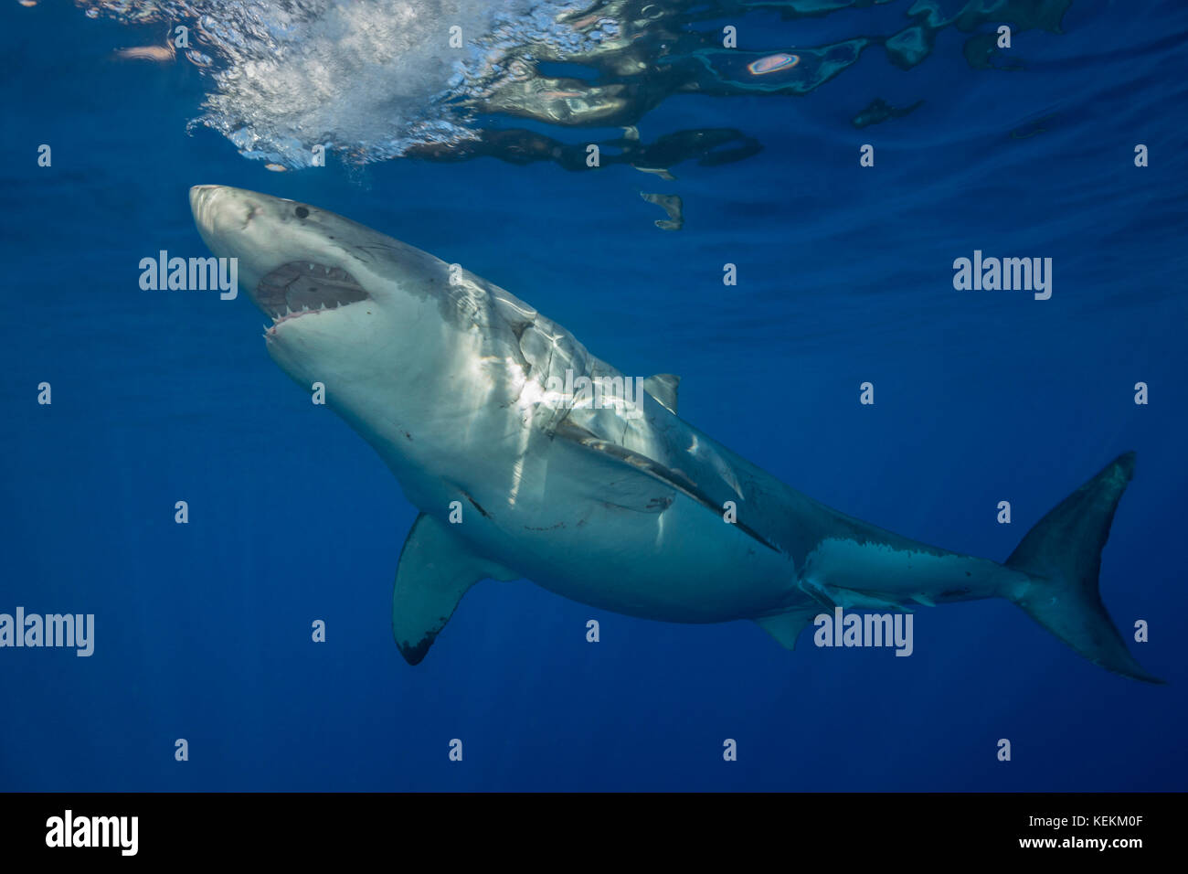 Le grand requin blanc, Carcharodon carcharias, l'île de Guadalupe, Mexique Banque D'Images