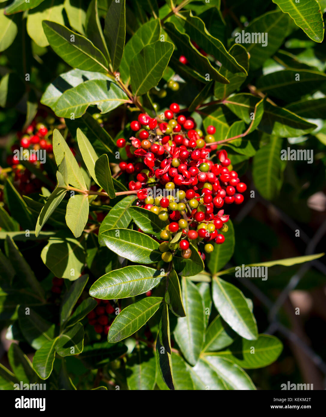 Fruit de Zanthoxylum piperitum mûre, poivre japonais, pricklyash , sansh, ou en automne rouge a trouvé dans les huiles piquante feuilles, racines de l'écorce. Banque D'Images