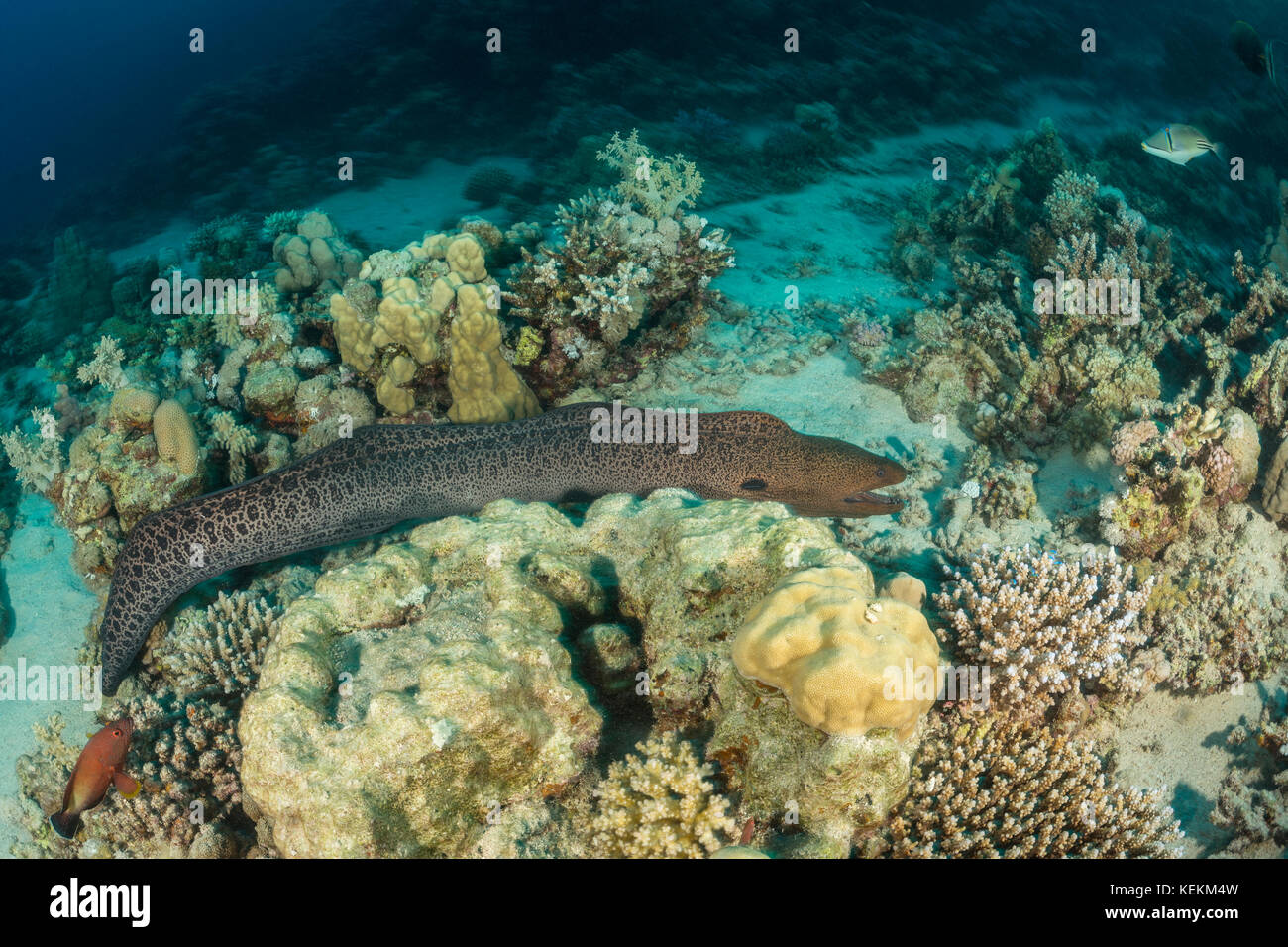 Gymnothorax javanicus murène, géant, Marsa Alam, red sea, Egypt Banque D'Images