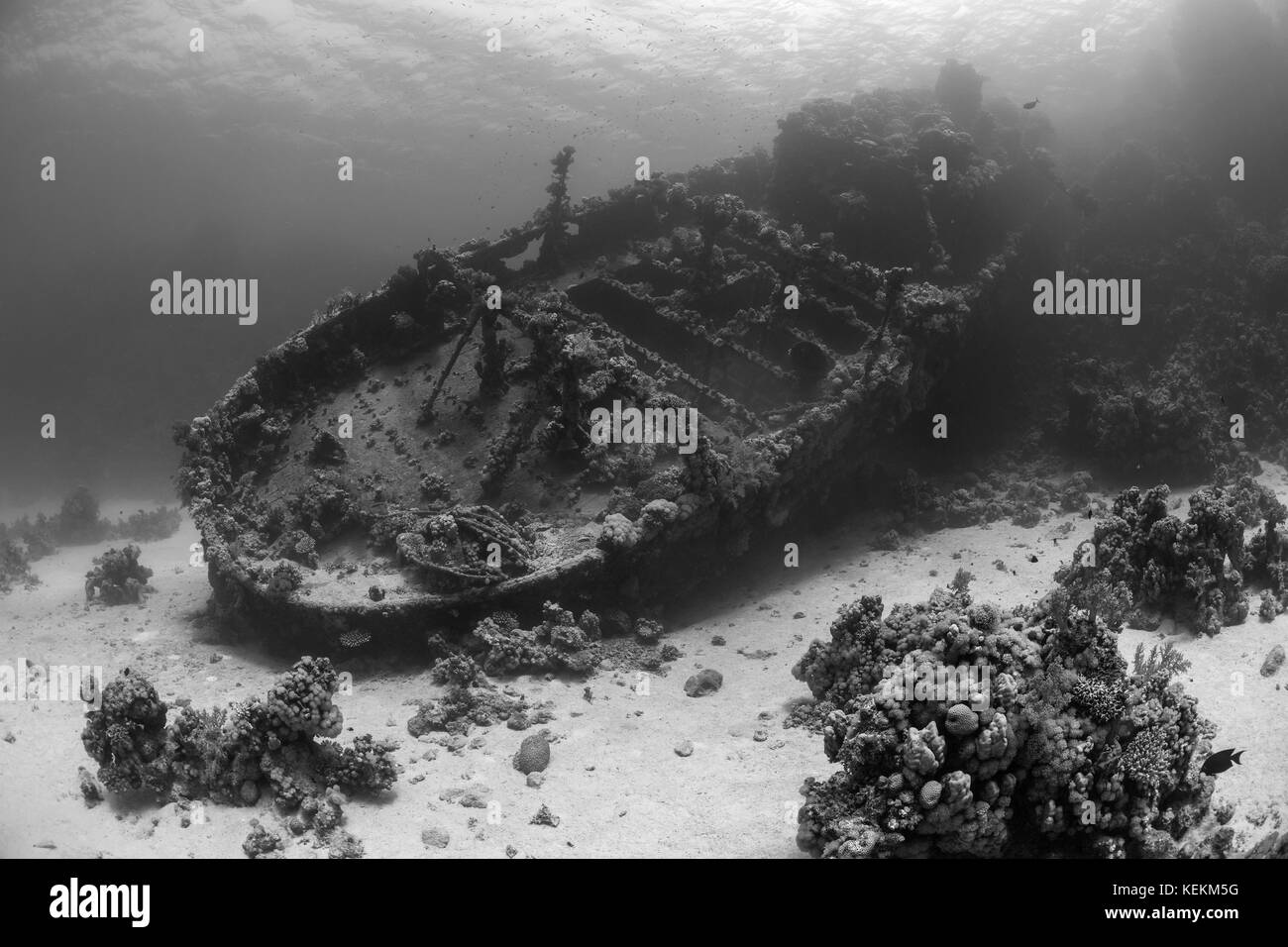 L'épave de bateau remorqueur tien sien, Fury Shoal, Red Sea, Egypt Banque D'Images