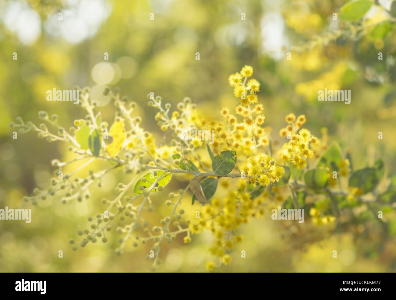 Début de matinée ensoleillée en Australie bush de soleil streaming sur à la floraison jaune doré wattle tree australien Banque D'Images