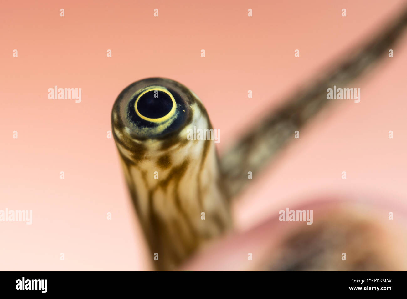 L'œil de l'Araignée géante, Lambis Lambis truncata, Marsa Alam, Red Sea, Egypt Banque D'Images