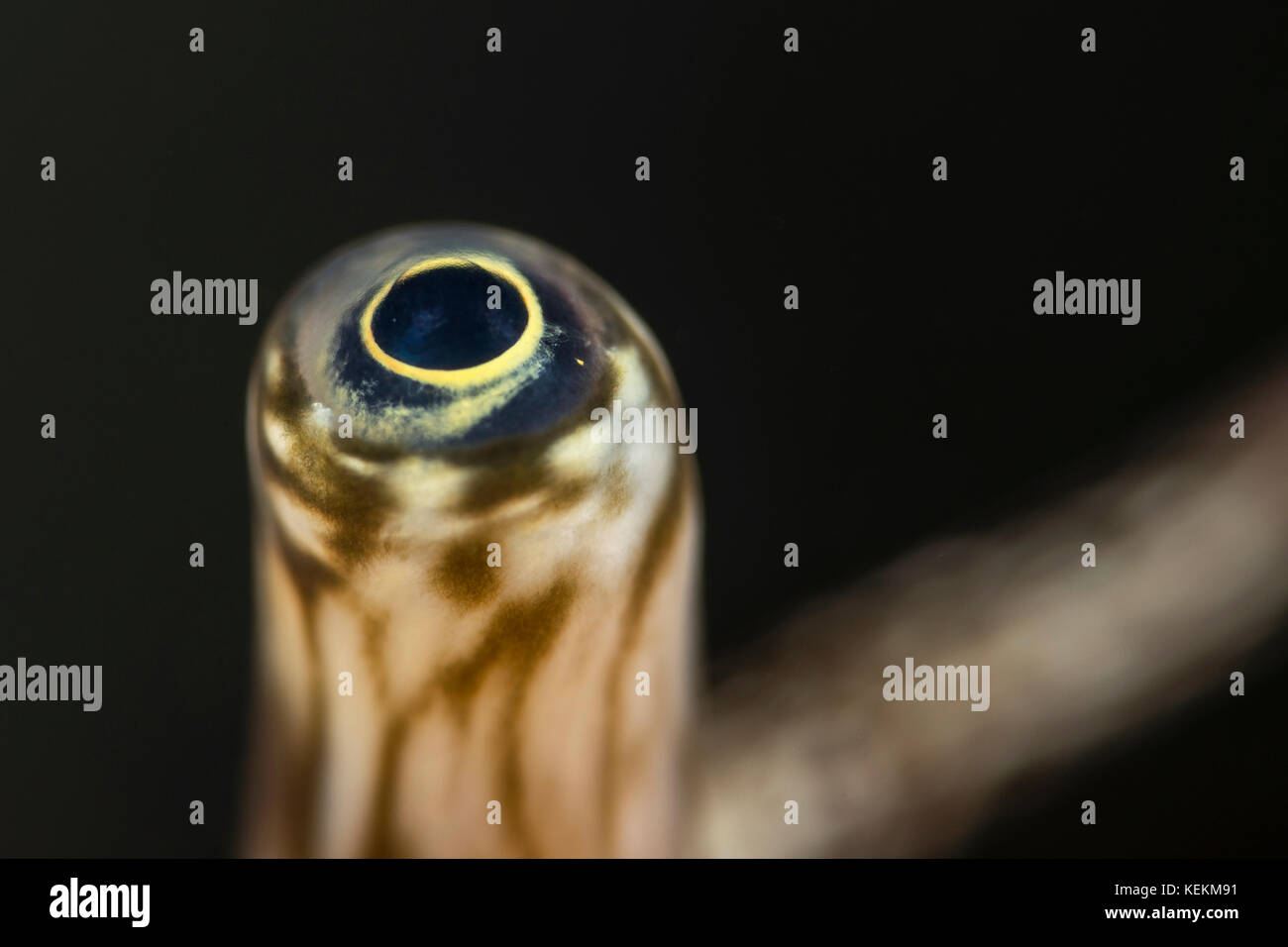 L'œil de l'Araignée géante, Lambis Lambis truncata, Marsa Alam, Red Sea, Egypt Banque D'Images