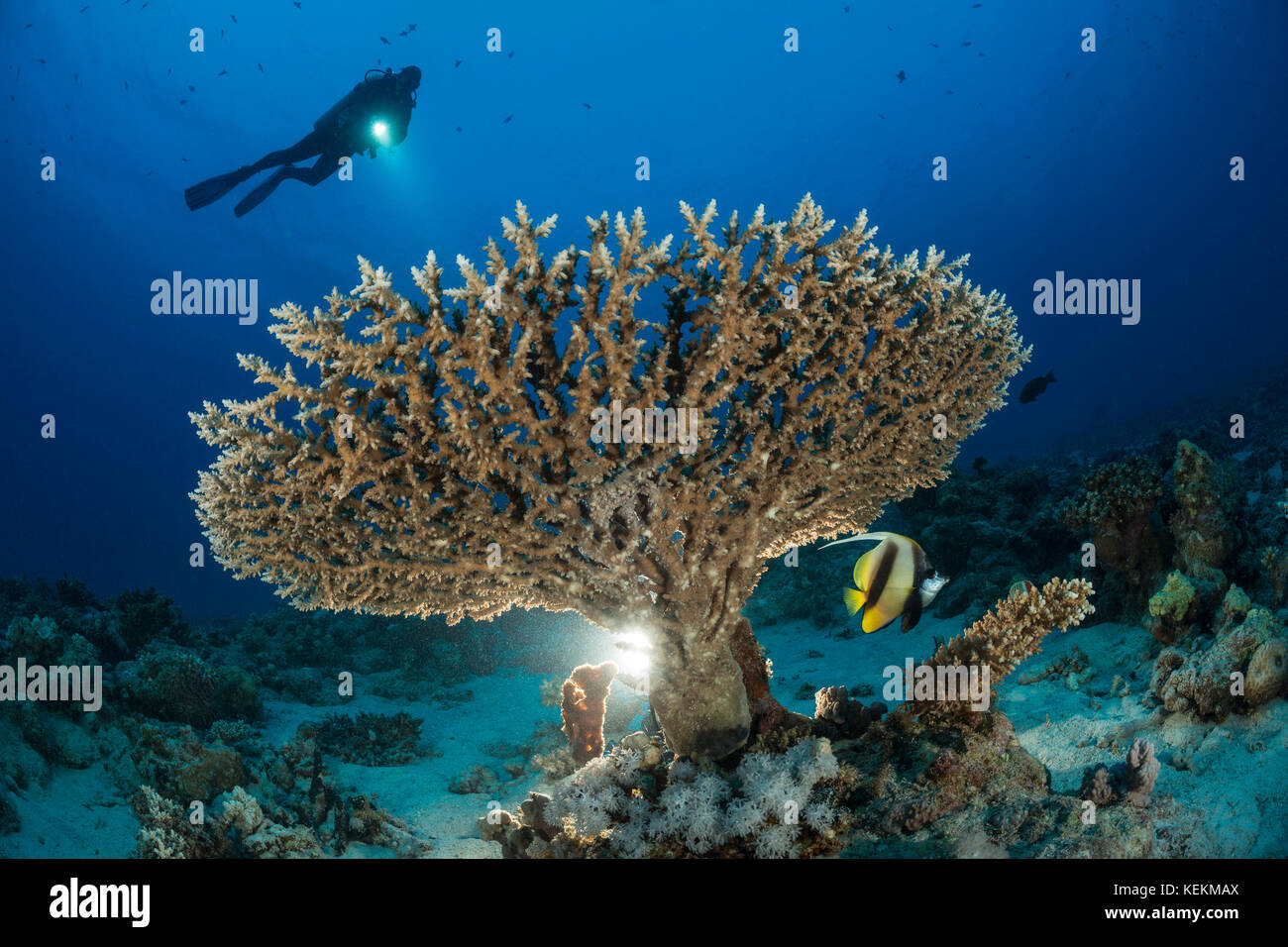 Au-dessus de la table de plongée sous marine, Coraux Acropora sp., Marsa Alam, Red Sea, Egypt Banque D'Images