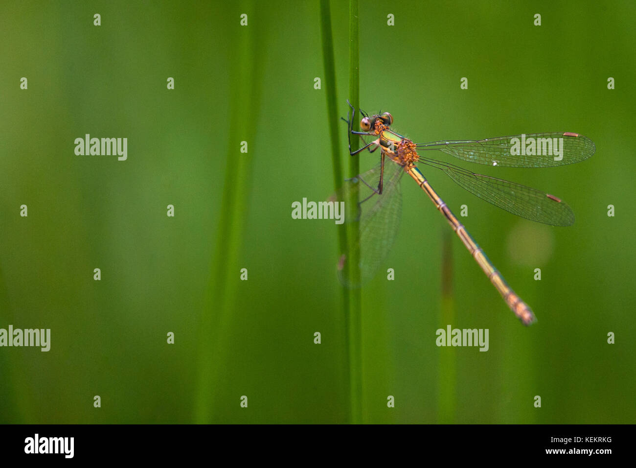 Willow emerald libellule Banque D'Images