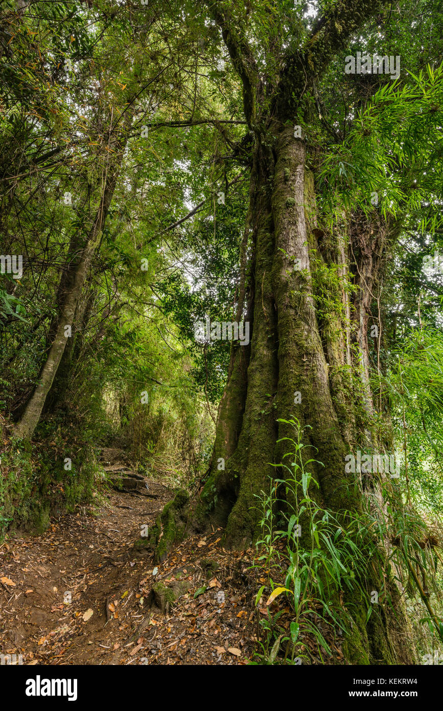 Sentier dans la forêt pluviale tempérée Valdivian Parc National Puyehue, région de Los Lagos, en Patagonie, au Chili Banque D'Images