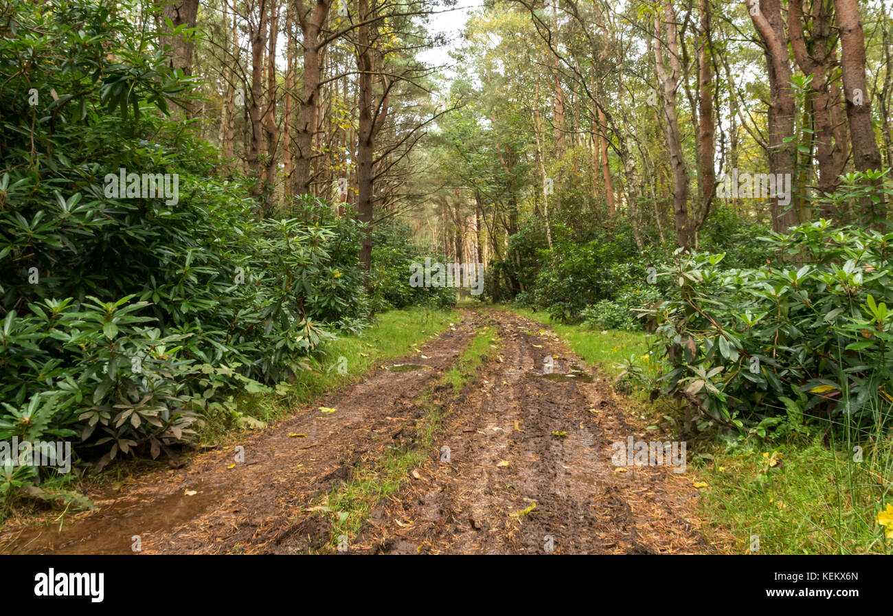 Piste humide boueux menant à travers un bois de pin sylvestre Pinus sylvestris, arbres et buissons de rhododendrons, East Lothian, Scotland, UK Banque D'Images