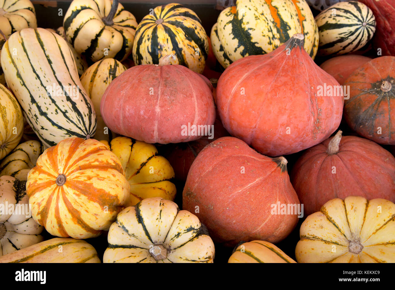 Les courges d'hiver récoltées fraîches , Gold Nugget, Delicata, Sweet Dumpling & Carnaval. Banque D'Images