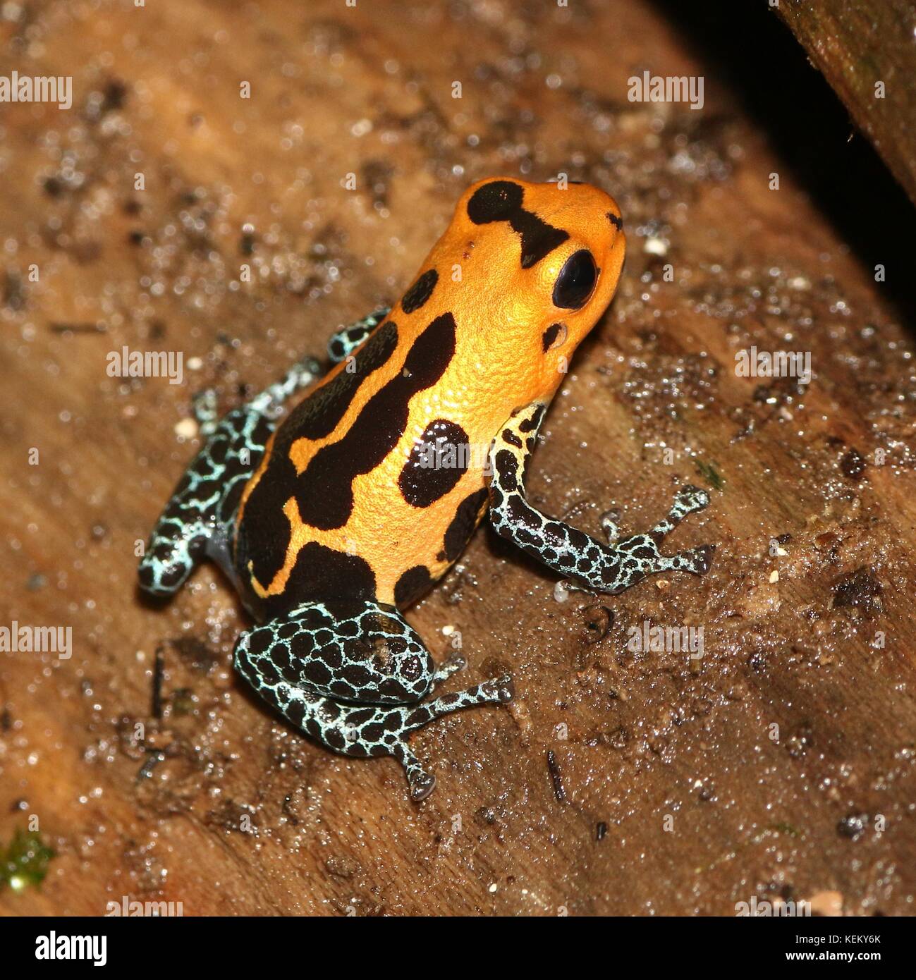 Imiter d'Amérique du Sud (grenouille poison imitateur Ranitomeya varadero ou jeberos, anciennement Dendrobates imitateur), originaire de l'Pérou. Banque D'Images