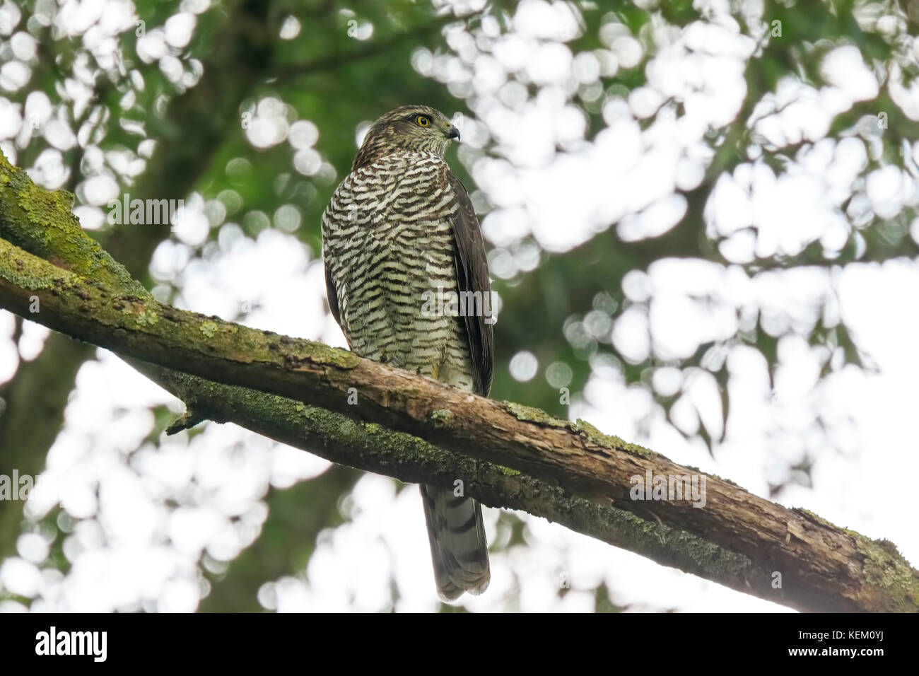 Close-up of a female autour des palombes, Accipiter gentilis. Cet oiseau de proie est perché sur une branche dans un arbre vert. Banque D'Images