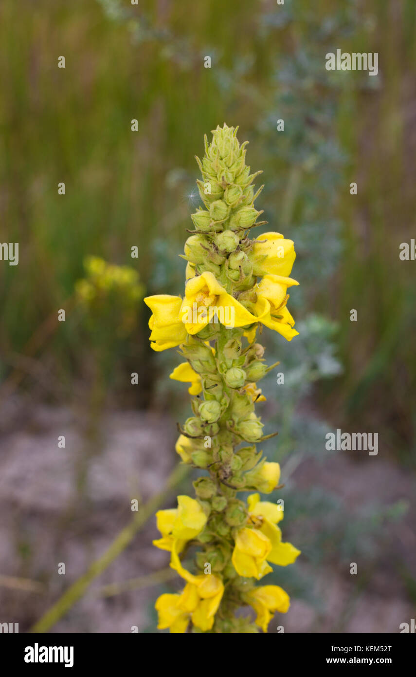 Verbascum densiflorum plante sauvage jaune. un autre nom de la molène à  fleurs denses Photo Stock - Alamy