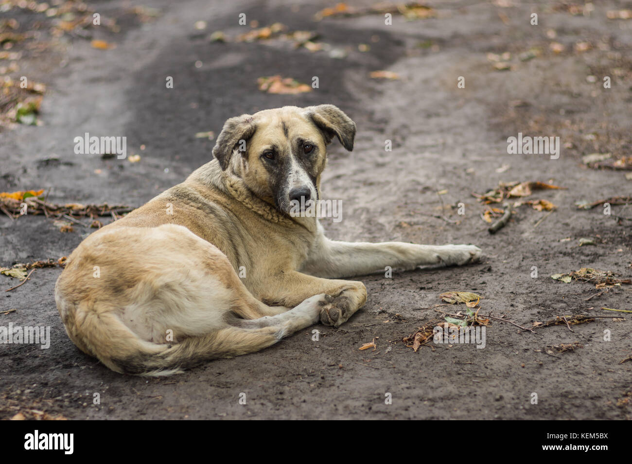 Chien errant solitaire couché sur un sol à l'automne et à la recherche d'espoir Banque D'Images
