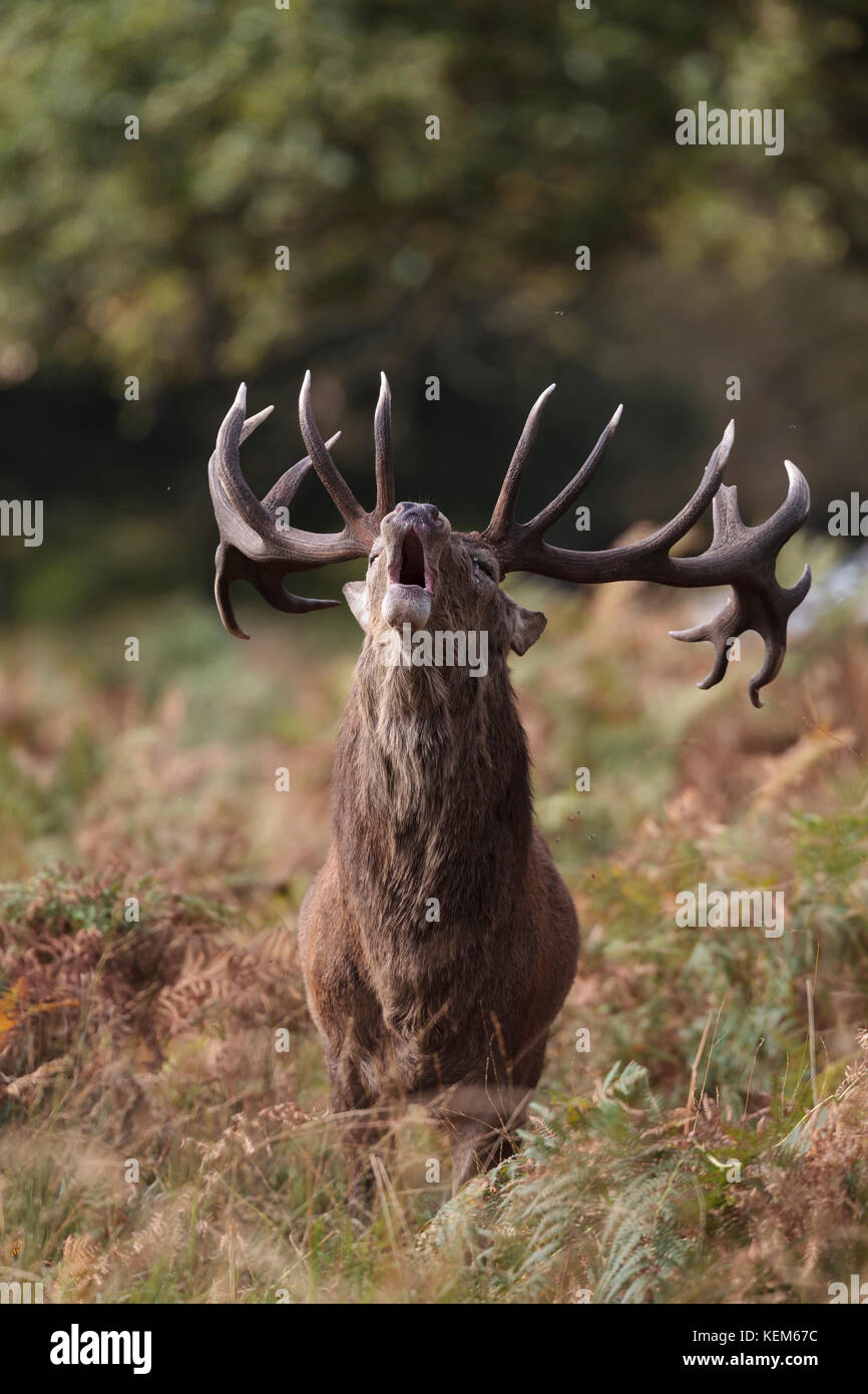 Red Deer stags agression et manières pendant le rut du cerf annuelle Banque D'Images