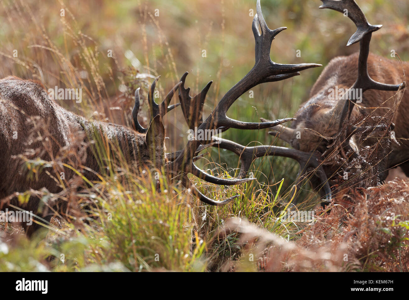Red Deer stags agression et manières pendant le rut du cerf annuelle Banque D'Images