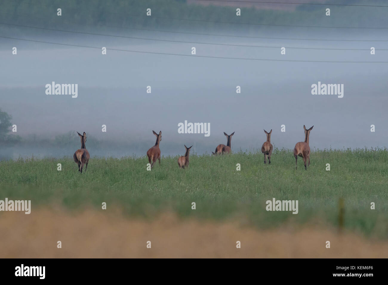 Le troupeau de Red deers et de jeunes deers sont en laisse les champs et retournent à la forêt où ils passent la journée Banque D'Images